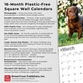 thumbnail image 6 of Chocolate Labrador Retriever Puppies | 2026 12x24" (Hanging) Square Wall Calendar, 6 of 9