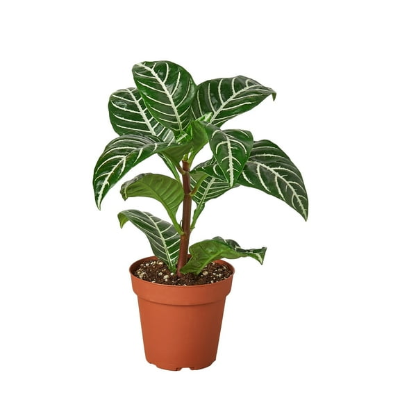Aphelandra Squarrosa 'Zebra Plant' - Live Air-Purifying Indoor Plant in Nursery Pot – Easy Care, Low Maintenance Houseplant for Home & Office Decor, Natural Air Cleaner, Best for Beginners (4"Pot)