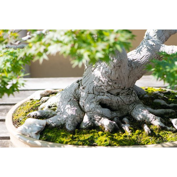Japanese Maple Bonsai Tree Seeds Prized Bonsai Material (50 Seeds