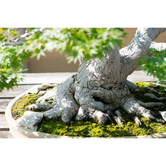 Japanese Maple Bonsai Tree Seeds - Prized Bonsai Material (50 Seeds)