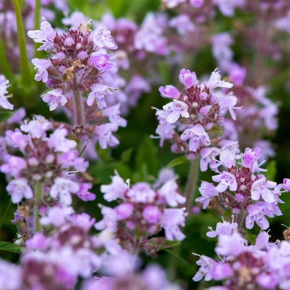 Creeping Thyme Flower Seeds - 250 Mg Packet ~1500 Seeds - Perennial Flower Seeds - Thymus serphyllum - Ground Cover