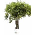thumbnail image 2 of Lentisco Flor Natural Ramo de 50 tallos Verde 60cm de alto, 2 of 5