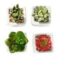 thumbnail image 3 of K-Cliffs Mini Artificial Succulent Plants in White Planter Pots, Set of 4, 3 of 5