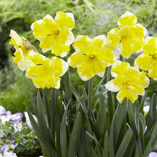 Van Zyverden Daffodils Banana Splash Set of 12 Bulbs