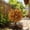 Orange-A, variant on BadyminCSL 45cm Plastic Ground Stake Artificial Flower Bundles Waterproof Outdoor Garden Porch Pot Decor Purple
