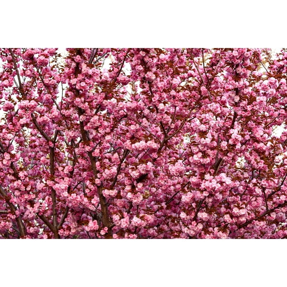 10 JAPANESE FLOWERING CHERRY Tree Oriental Prunus Serrulata Flower Seeds