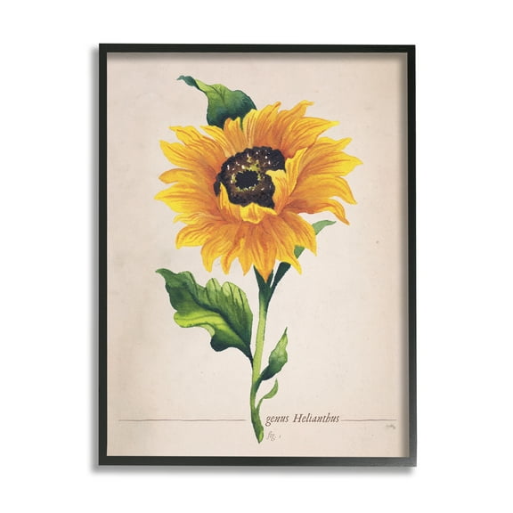 Stupell Industries Single Sunflower Blossom Genus Name Study Page Graphic Art Black Framed Art Print Wall Art, Design by Elizabeth Medley