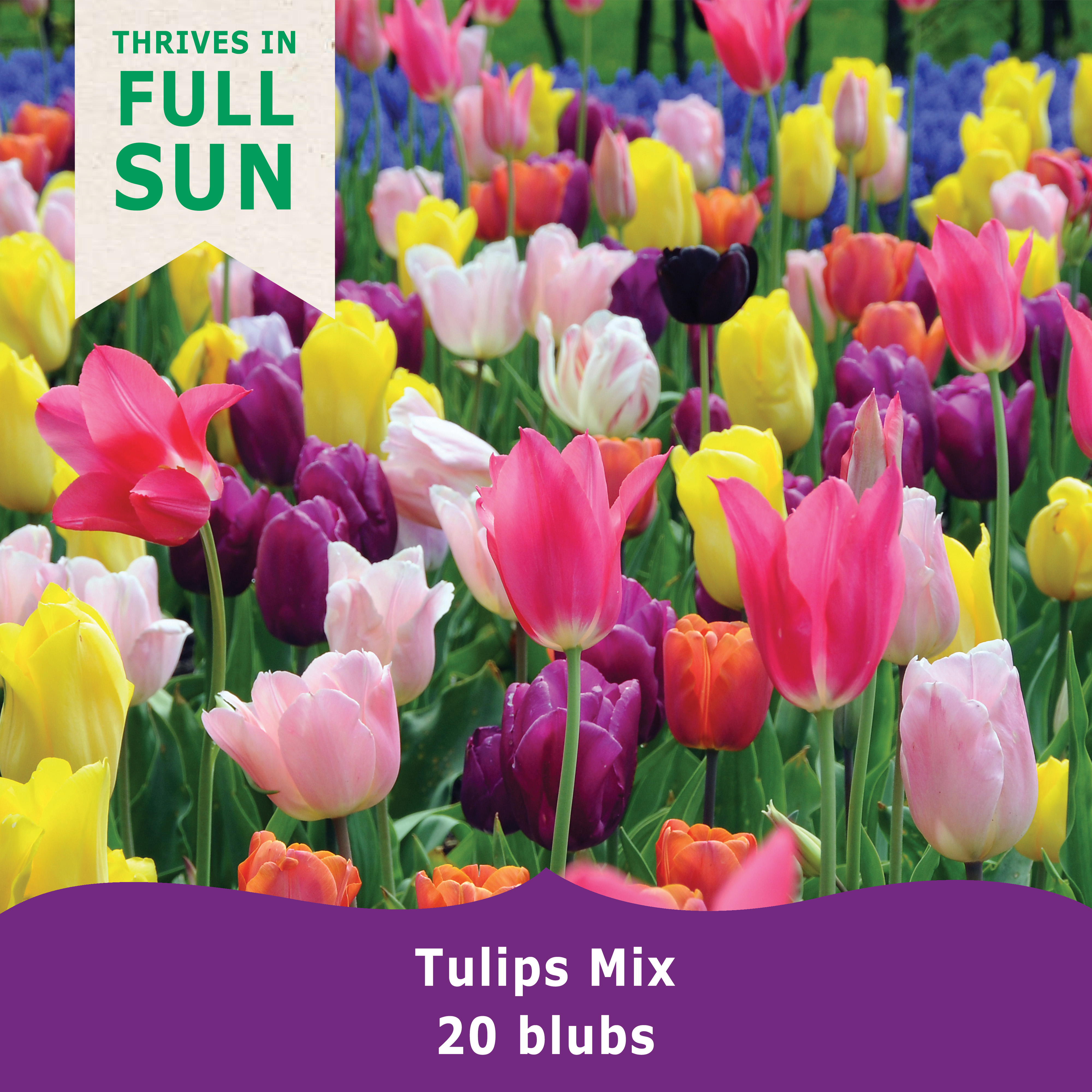 Timeless Tulip Bulbs: Triumph Tulips