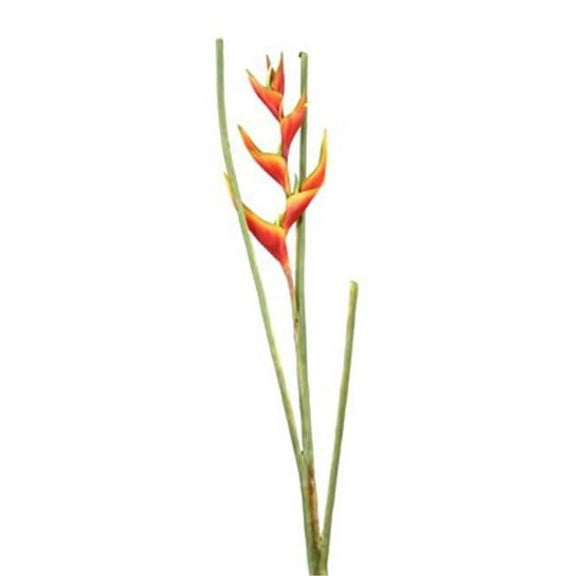 Distinctive Designs  DIY Flower 41 in. L Artificial Red Mini Heliconia Stem 36 per Case - Pack of 6