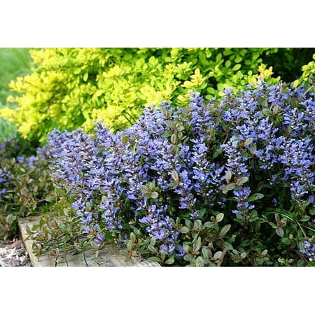 Chocolate Chip Ajuga - Carpet Bugle - Miniature Leaves - 4 Plants - (Best Plants For Miniature Gardens)