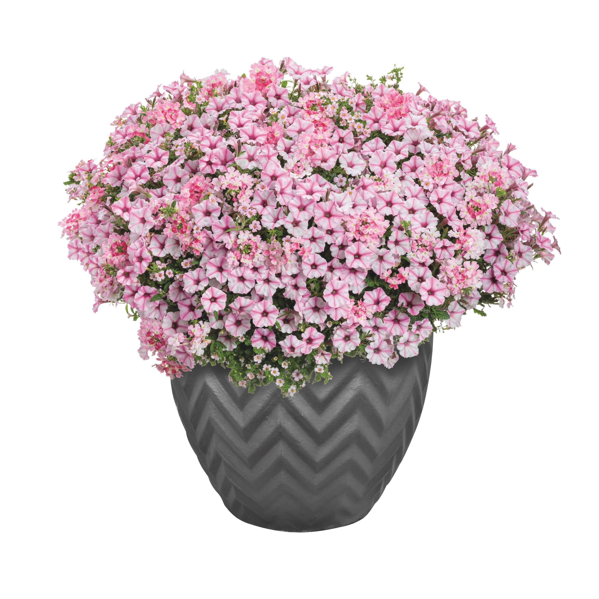 Proven Winners 4" Supertunia Mini Vista Pink Star Petunia Live Plant in 4.25" Pot (4 Count)
