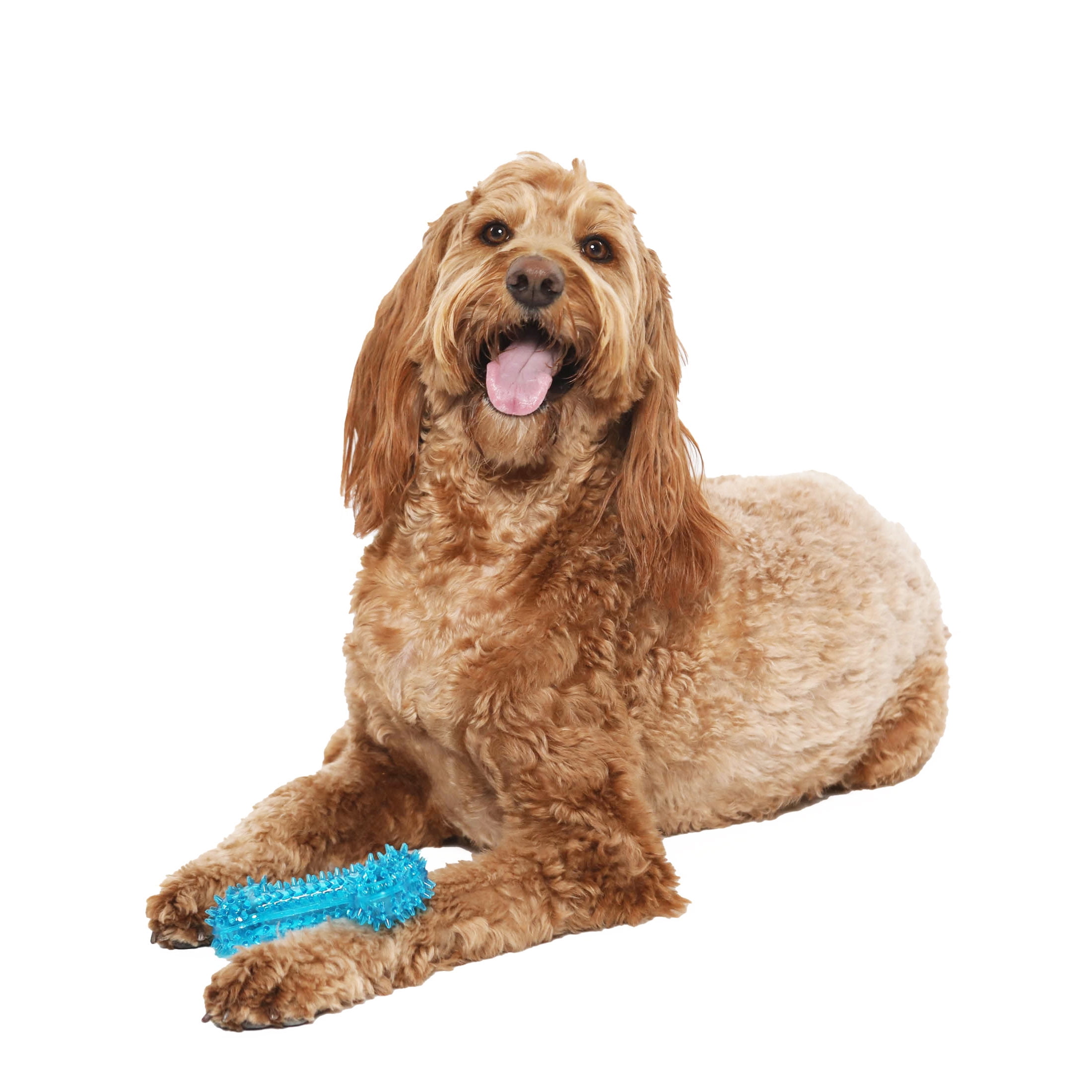(3 pack) Vibrant Life Fetch Buddy Spiky Blue Bone Dog Toy, Chew Level 3