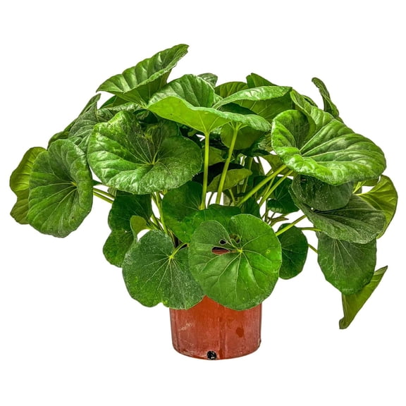 Tropical Plants of Florida 14" to 18" Tractor Seat Plant; Farfugium Japonicum Gigantea, Full Sun to Partial Shade