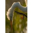 thumbnail image 2 of Illg, Cathy and Gordon 17x24 Gold Ornate Wood Framed with Double Matting Museum Art Print Titled - Florida Profile of great egret, 2 of 4