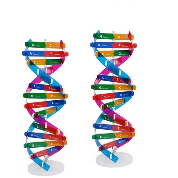 2PCS Kids DNA Model Kit Double Helix Genes DNA Models Biological Science Popularization Teaching Aids for DNA Assembling Display Early Education Toys