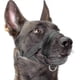 thumbnail image 1 of Bozal de nailon suave para perros, antimordeduras, antiladridos, antimordeduras, anilla ajustable (XL, negro) U, azul, L, 1 of 5