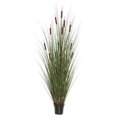 thumbnail image 1 of 24 Po. Herbe avec 5 Queues en Pot, 1 of 1