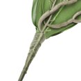 thumbnail image 3 of Hojas de orquídea Phalaenopsis Sincero 5 piezas 25 × 7 cm, 3 of 10