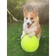 thumbnail image 3 of Pelota Balon Xtellar verde Tenis Juguete Mascota Perro Raza Grande Gigante, 3 of 4