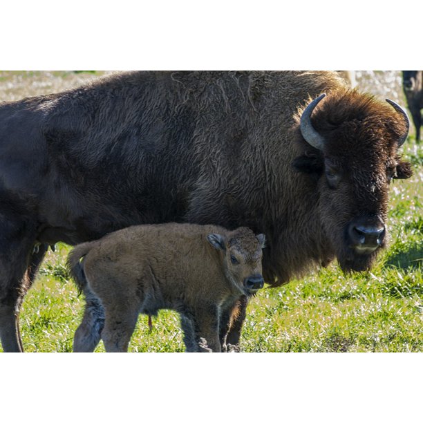 Field Rural Calf Farm Baby Buffalo Bison Animal-20 Inch By 30 Inch Laminated Poster With Colors And Vivid Imagery-Fits Perfectly In Many Attractive - Walmart.com
