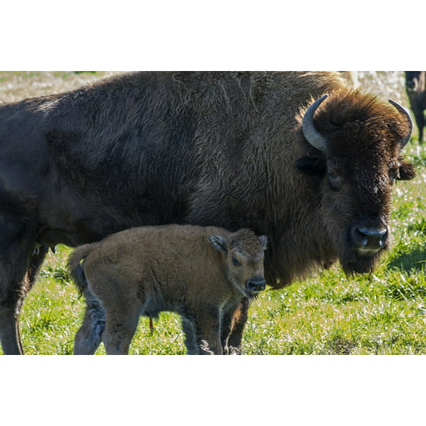 Field Rural Calf Farm Baby Buffalo Bison Animal-20 Inch By 30 Inch Laminated Poster With Bright Colors And Vivid Imagery-Fits Perfectly In Attractive Frames - Walmart.com