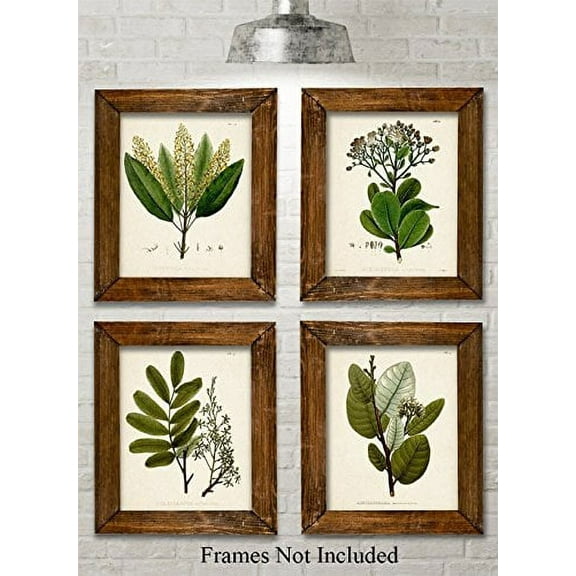 Green Botanical Art Prints - Set of Four Prints (8x10) Unframed - Great Kitchen Decor and Gift for Nature Lovers