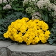 thumbnail image 6 of (3 pack) Expert Gardener Pint Yellow Garden Chrysanthemum Plant Sun, 6 of 10
