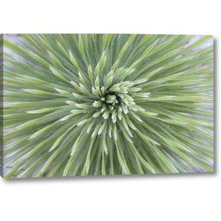 Union Rustic 'Texas, Guadalupe Mountains Soap Tree Yucca Plant' Photographic Print on Wrapped