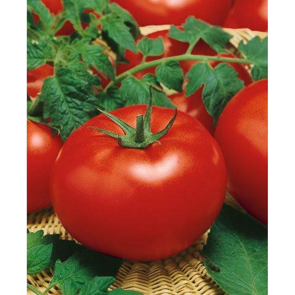 Big Beef Tomato F1 Seeds