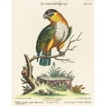 thumbnail image 2 of Johann Sebastian Leitner 15x18 Black Ornate Wood Framed Double Matted Museum Art Print Titled - The Parrot of Green Minor Mexican, 2 of 5