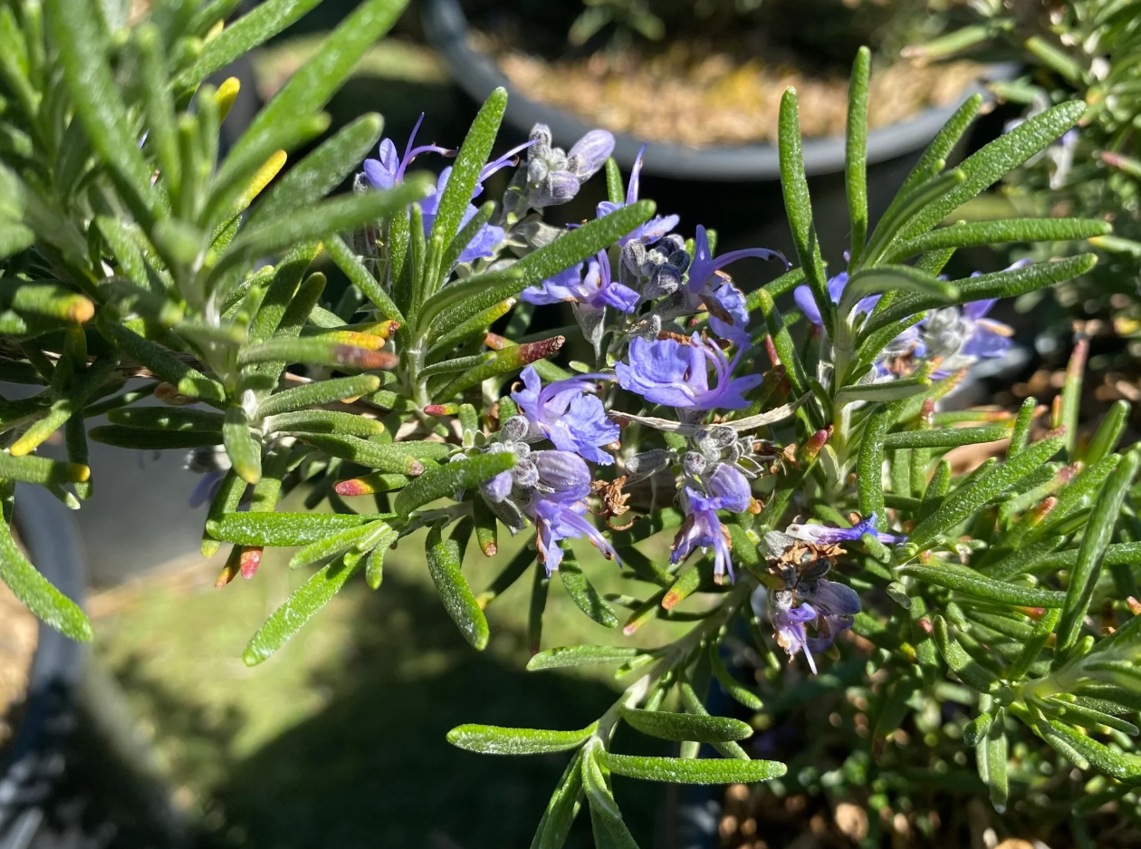 Set of 2 ARP Rosemary Live Plants 4-7 Inch Tall, Fragrant Culinary Herb Plants for Indoor Herb Garden & Outdoor Planting