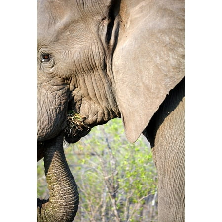 LAMINATED POSTER Wildlife Kruger Park South Africa Poster Print 24 x
