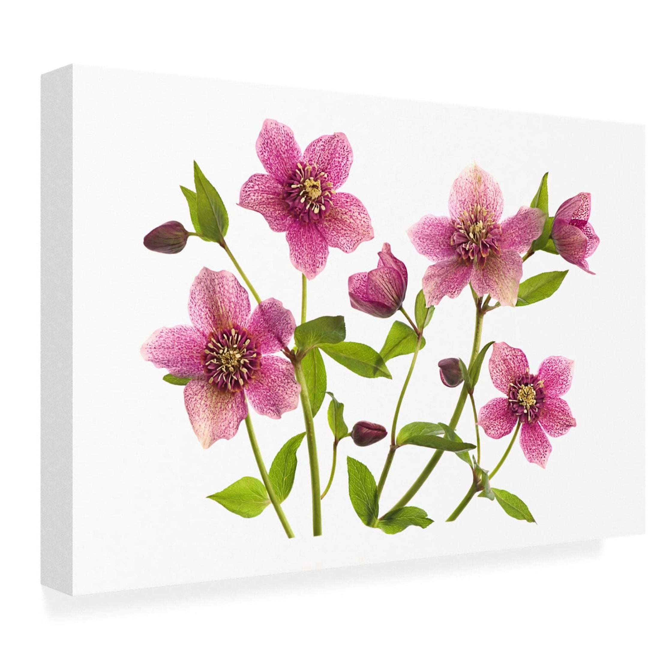 Canvas Wall Art - Jacky Parker 'Helleborus X Hybridus Tutu' Wall Art for Living Room, Bedroom, or Office Décor by Trademark Fine Art - 19 x 12 Inches