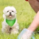 thumbnail image 4 of Collar Perro Gato Paliacate Bandana Resistente Mascota, 4 of 7