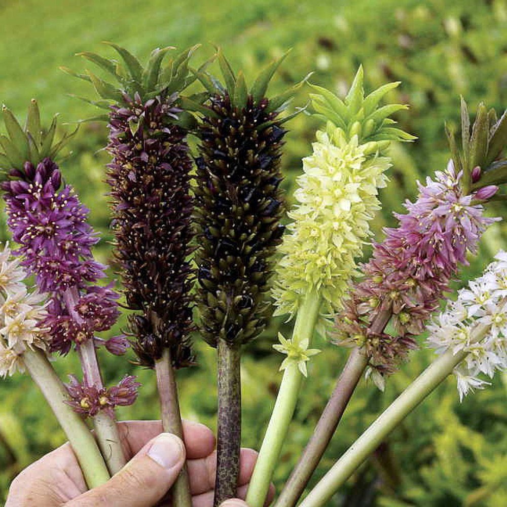 Pineapple Lily Mix 3 Bulbs 16/+ cm