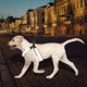 thumbnail image 3 of Chaleco de malla ajustable con correas para el pecho y la espalda, perfecto para mascotas (talla M) Arnés reflectante para perros para exteriores, 3 of 8