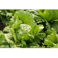 thumbnail image 5 of Iceberg Lettuce Seeds, 2500 Heirloom Seeds Per Packet, Non GMO Seeds, Isla's Garden Seeds, 5 of 7