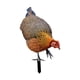thumbnail image 5 of Escultura realista de pollo, gallina, letrero realista, figuras para decoración de suelo, gallo A, 5 of 9