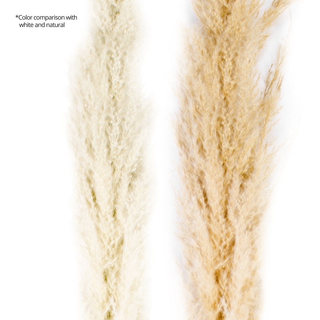 Koyal Wholesale Tall Natural Dried Pampas Grass, Natural White Color, 51-55 Inches, Bulk 24 Pcs Extra Large Real Pampas