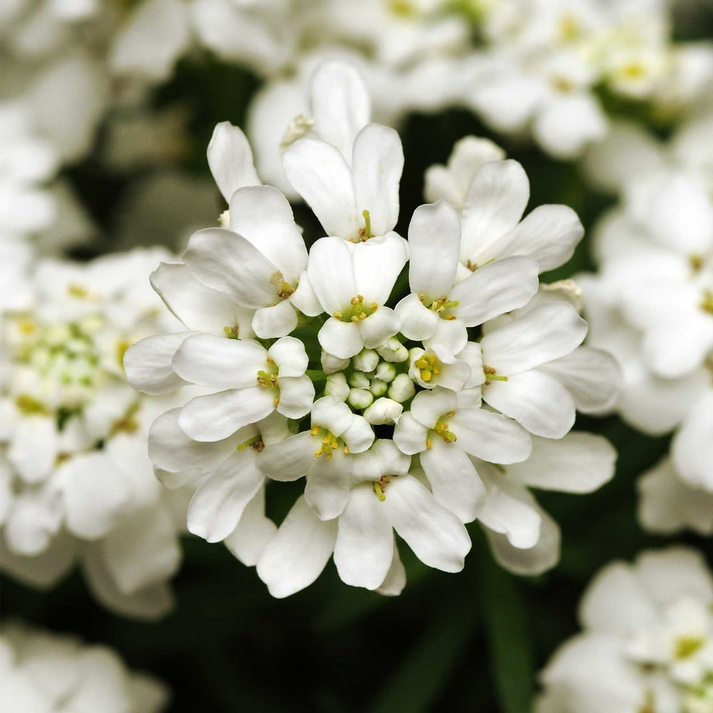Candytuft Iberis Flower Garden Seeds Whiteout 100