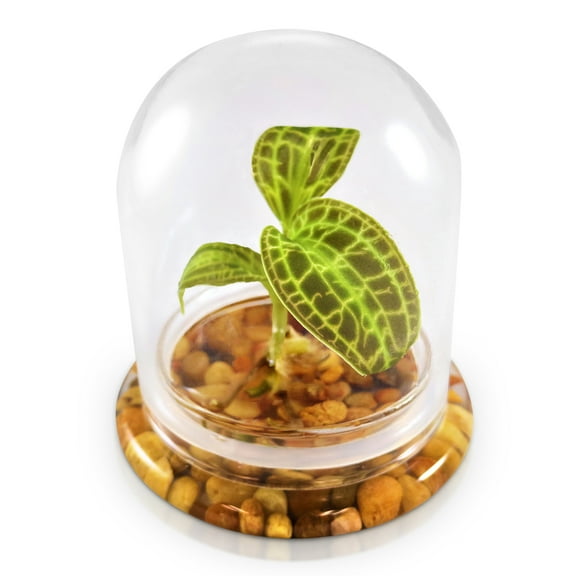 BLOOMIFY 12" Gold Macodes Sanderiana Live Plants in 8" Glass Dome