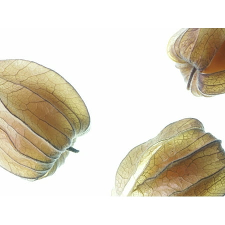 Orange Tropical Fruit - Canvas Print Food Brown Physalis Fruit Tropical Fruit Orange Stretched Canvas 10 x 14