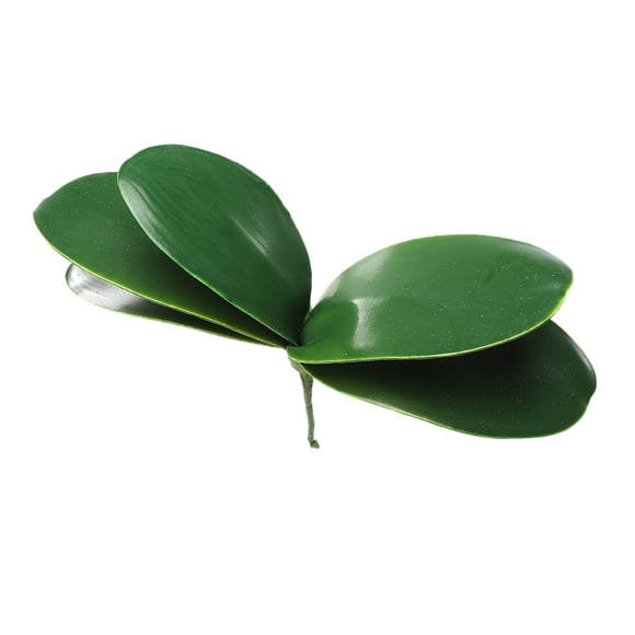 Hojas de orquídea Phalaenopsis Sincero 5 piezas 25 × 7 cm