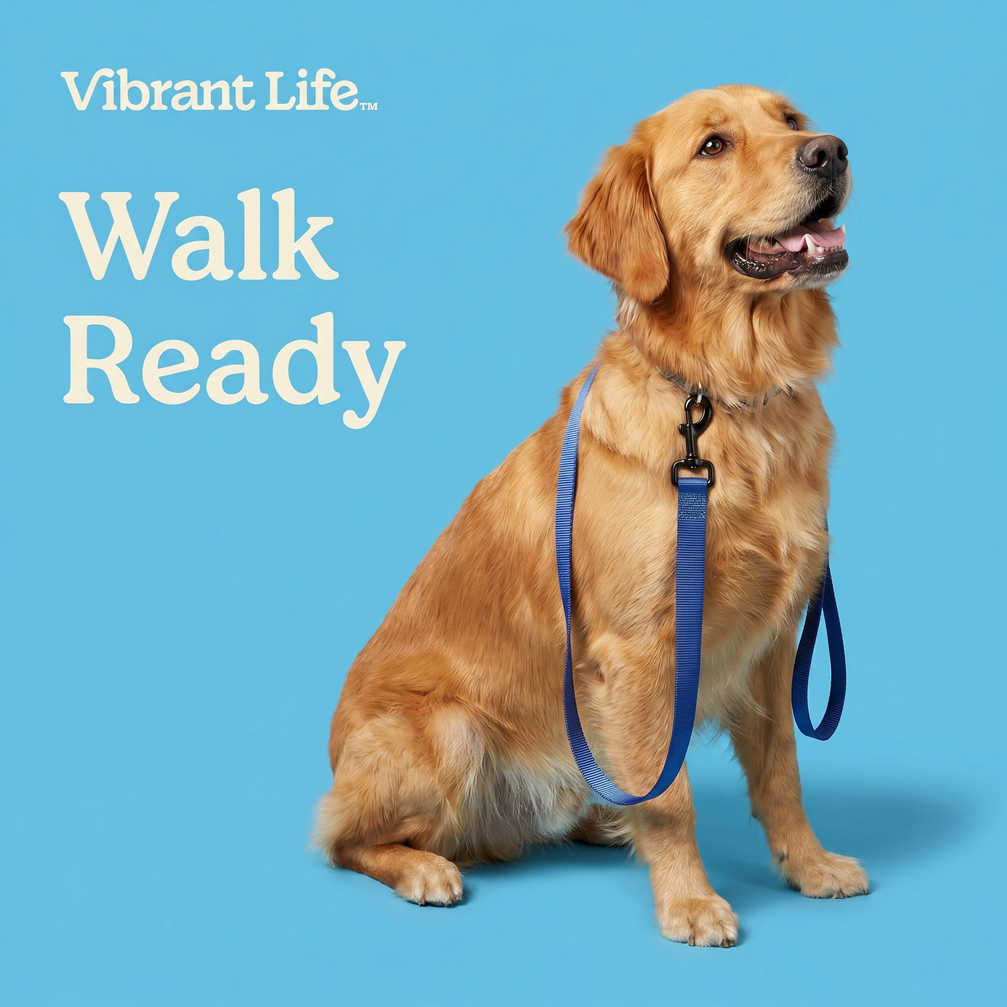 (6 pack) Vibrant Life 6' Solid Polyester Leash, Blue, M/L