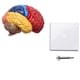 thumbnail image 2 of 4X Modelo AnatóMico Cerebral AnatomíA 1: 1 Medio Cerebro Tallo Cerebral Suministros de Laboratorio de Enseñanza MéDica, 2 of 5