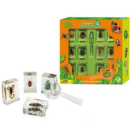 GeoWorld Bug's World Blister 6 Real Insects