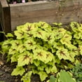 thumbnail image 4 of Direct Gardening Catching Fire Heucherella Perennial Starter Plant, 1 per offer, 4 of 4