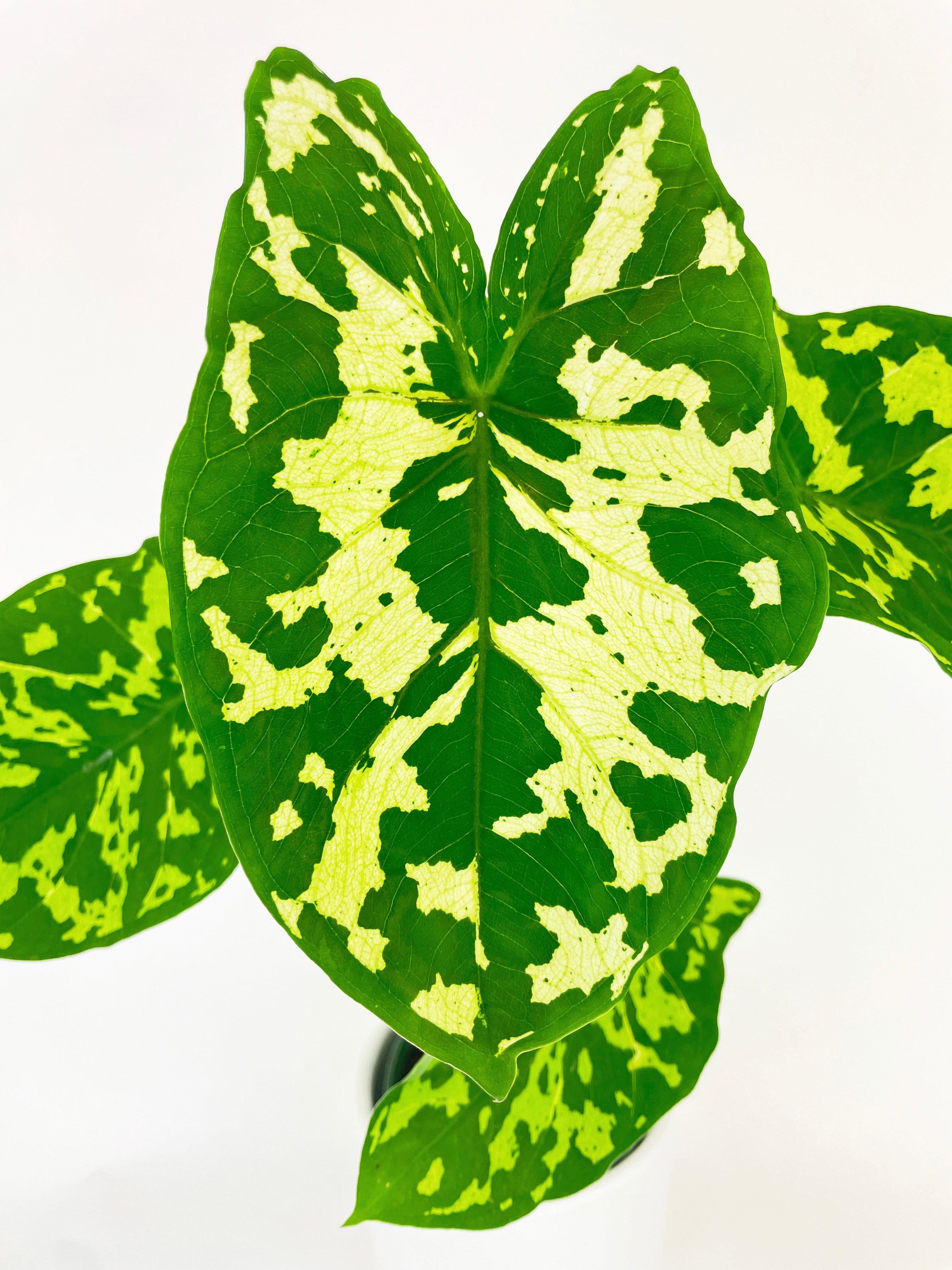 Caladium Hilo Beauty - Live Air-Purifying Indoor Plant in Nursery Pot – Easy Care, Low Maintenance Houseplant for Home & Office Decor, Natural Air Cleaner, Best for Beginners (4"Pot)