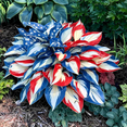 thumbnail image 4 of Cold-Hardy Mixed Colorful Hosta Seeds -500–1500 Seeds — Rare Perennial Plant — Easy Care — Ideal for Outdoor Gardens and Flowerbeds, 4 of 8