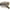 Clear Tortoise Green - Smoke, variant on Womens Mod Urban City Hipster Rectangle Cat Eye Plastic Sunglasses Tortoise - Brown